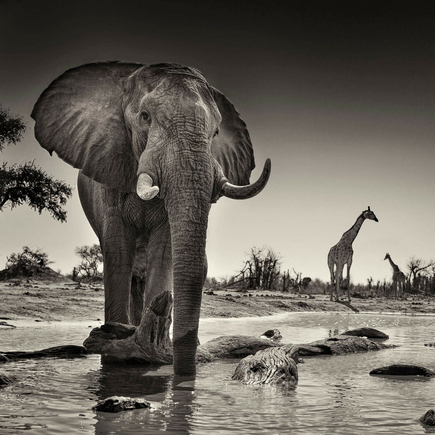 dans-lombre-des-elephants-00