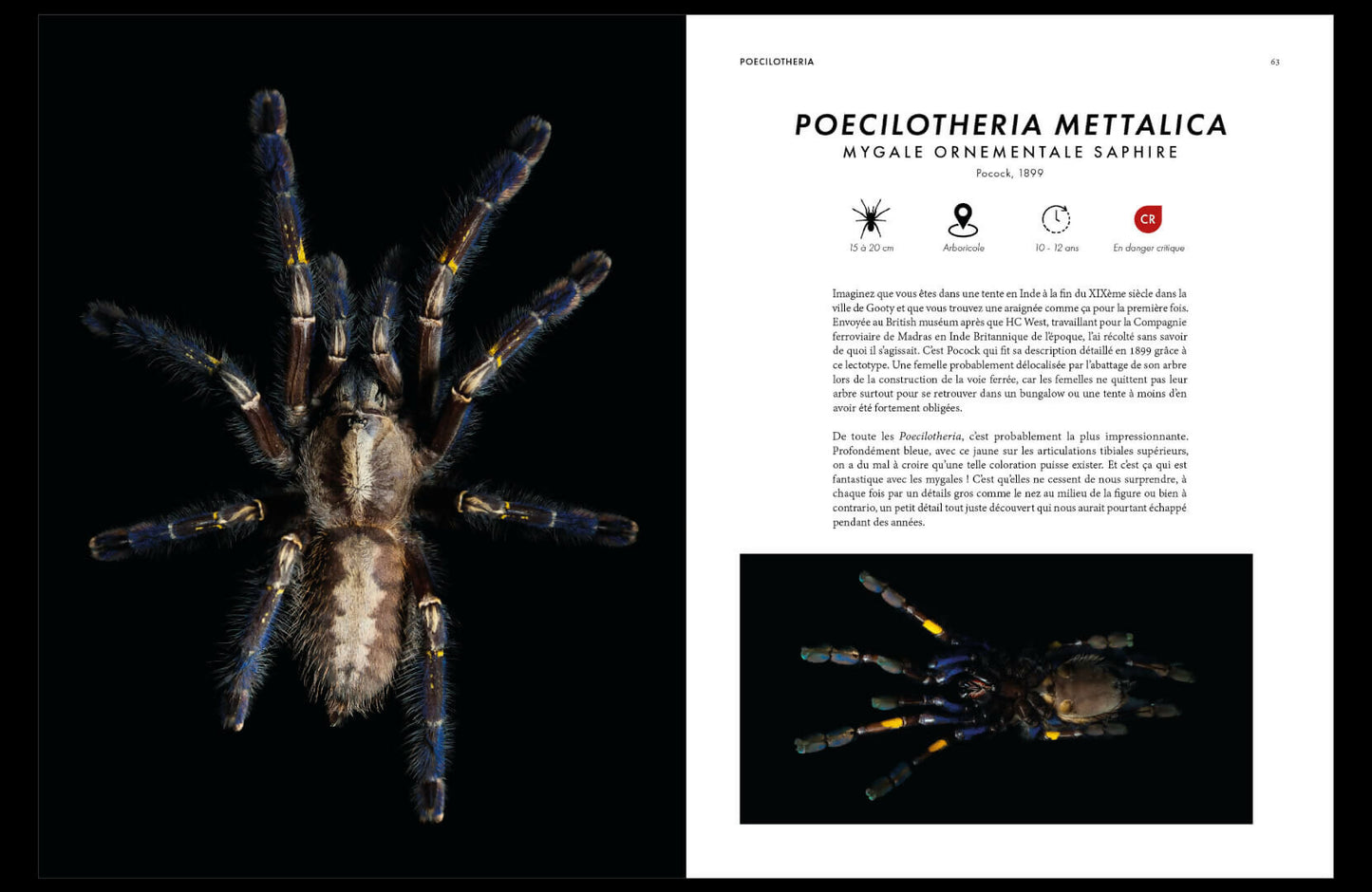 prosperite-mettalica+p1