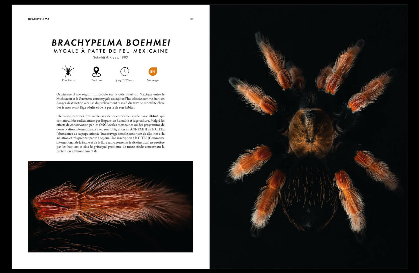 prosperite-brachypelma-boehemi