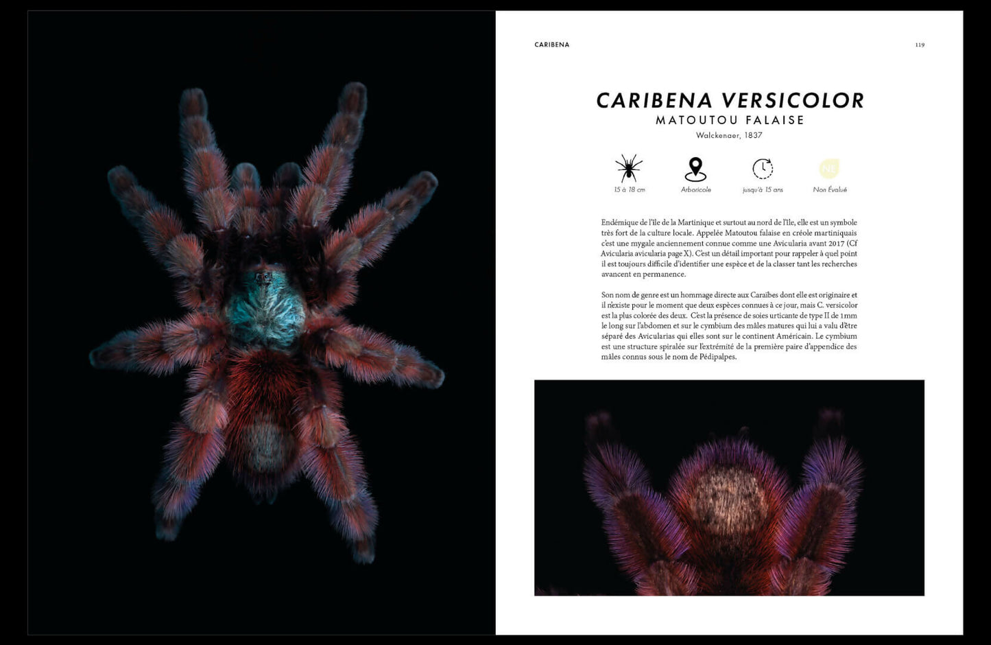 prosperite-caribena+versicolor+p1