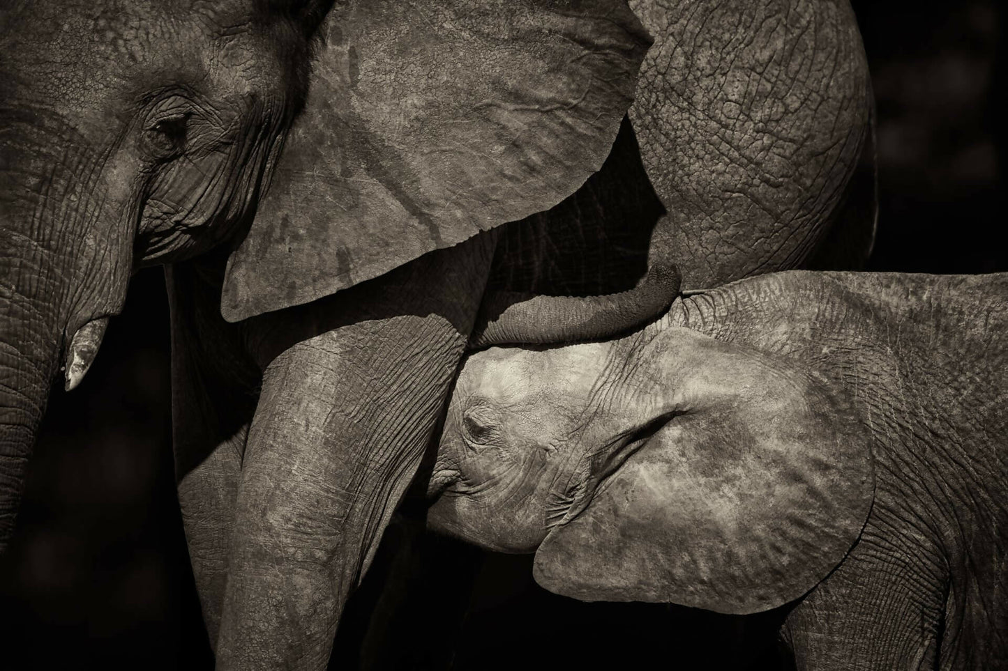 dans-lombre-des-elephants-03