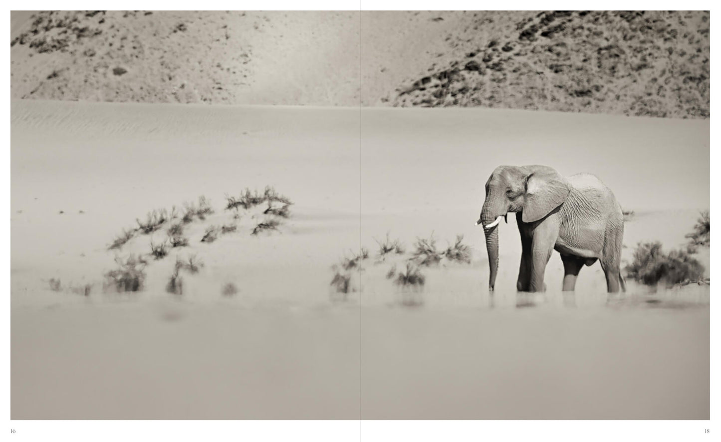 DANS L'OMBRE DES ÉLÉPHANTS