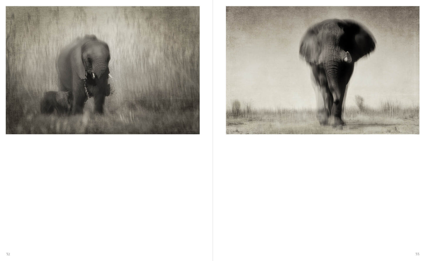 DANS L'OMBRE DES ÉLÉPHANTS