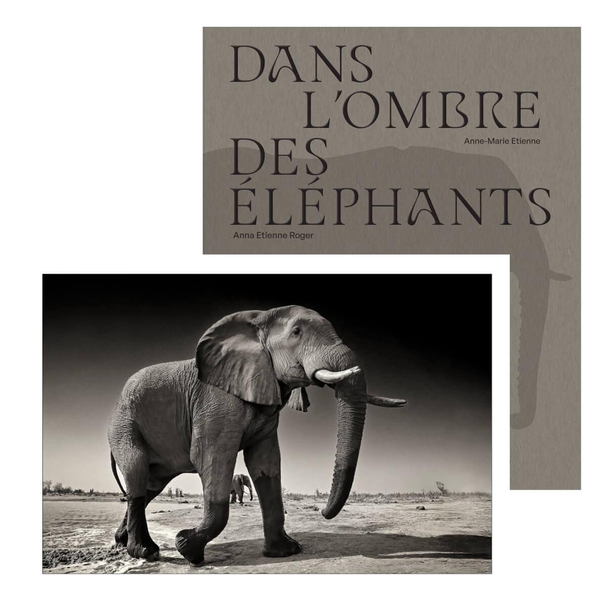 DANS L'OMBRE DES ÉLÉPHANTS