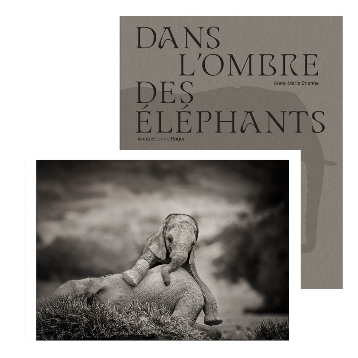 DANS L'OMBRE DES ÉLÉPHANTS