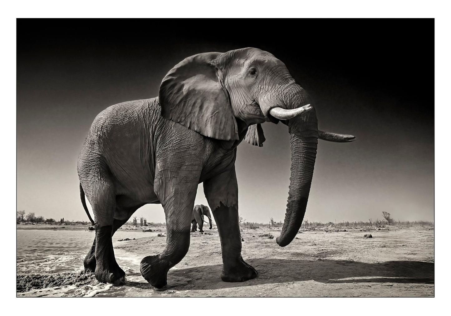 DANS L'OMBRE DES ÉLÉPHANTS