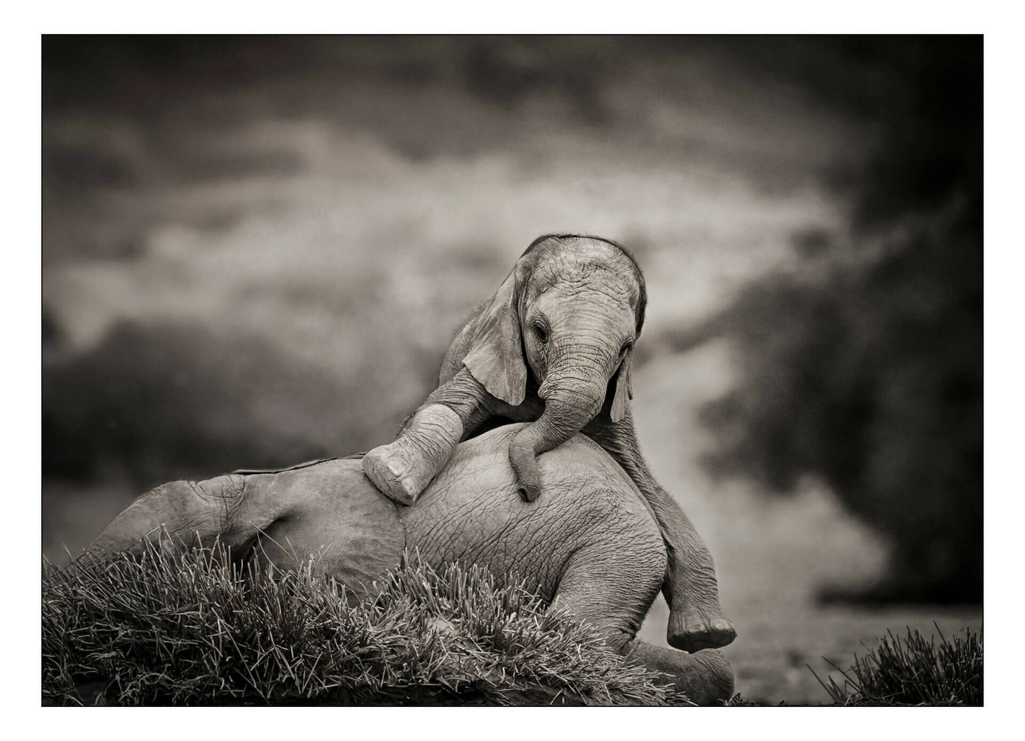 dans-lombre-des-elephants-04