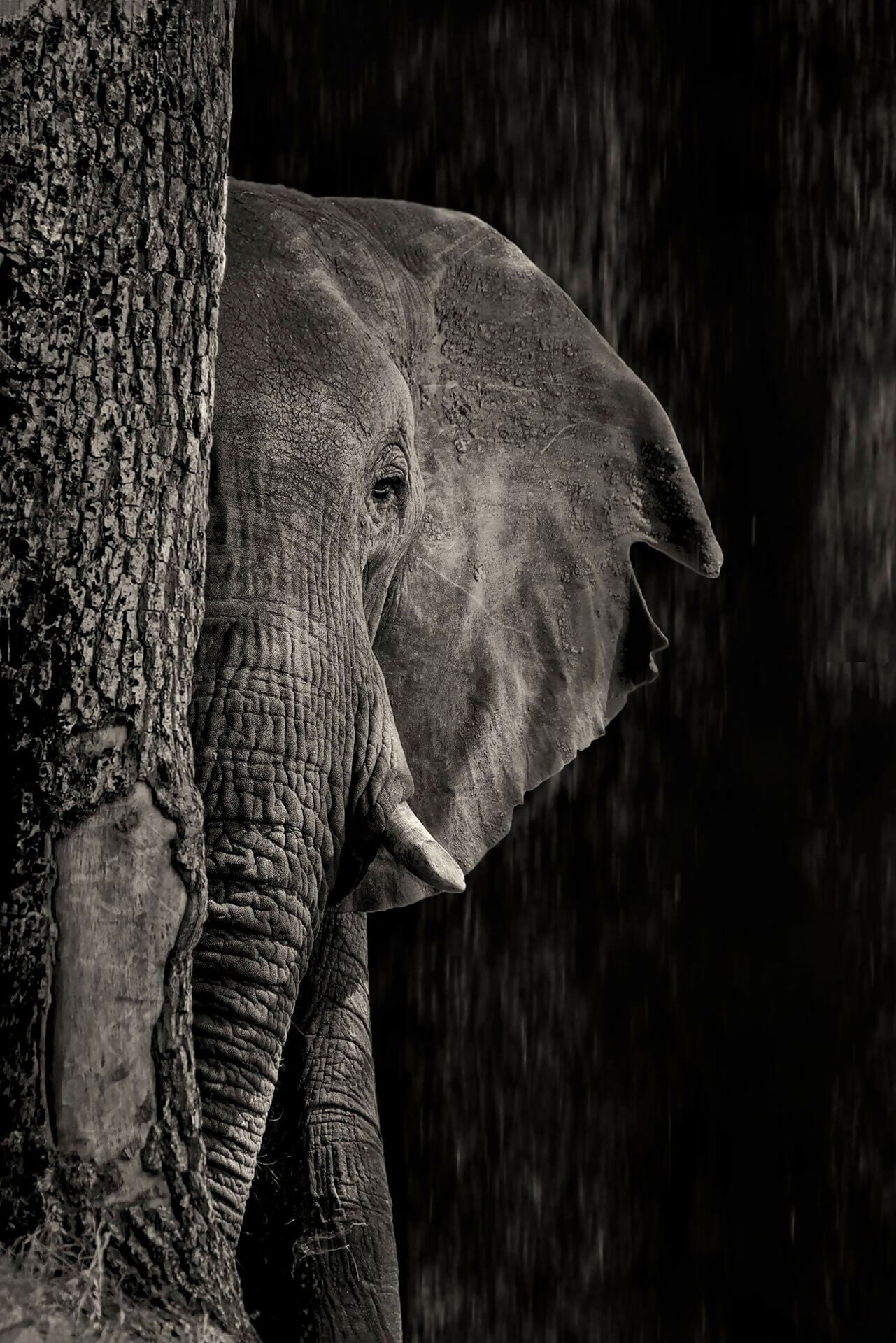 dans-lombre-des-elephants-02