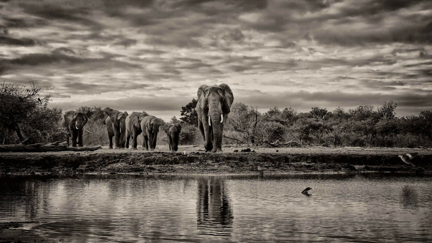 dans-lombre-des-elephants-01