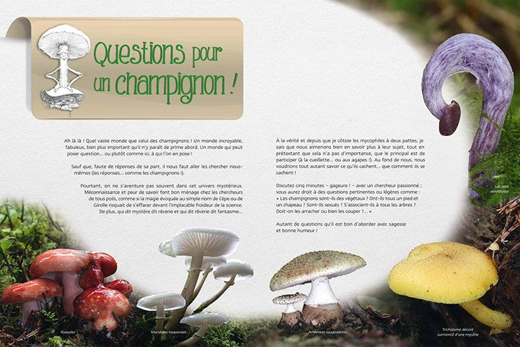 Champignons, le Vrai du Faux