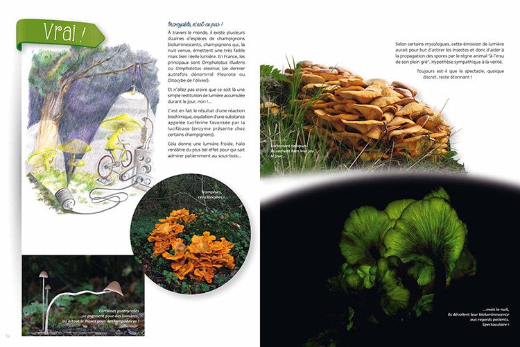 Champignons, le Vrai du Faux