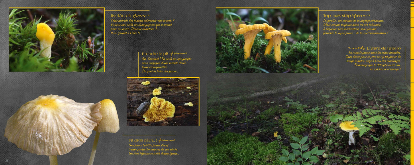 Mycolor (dans la peau d'un champignon)