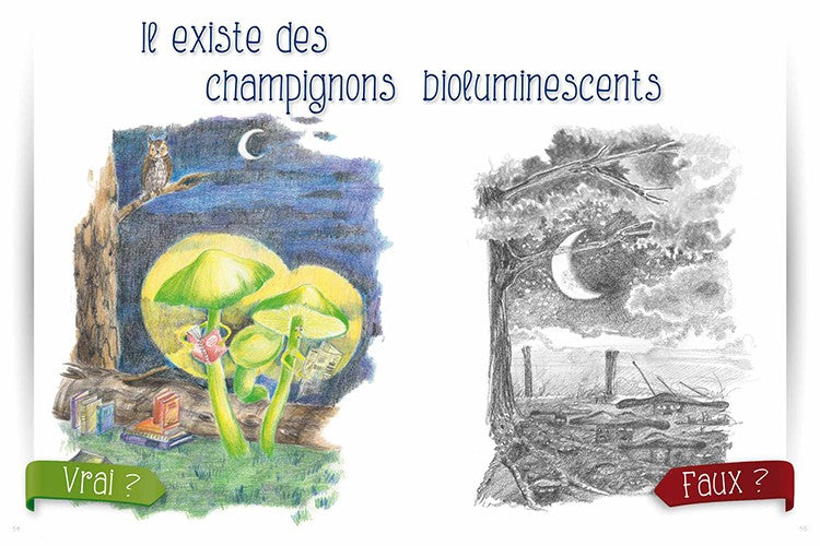 Champignons, le Vrai du Faux