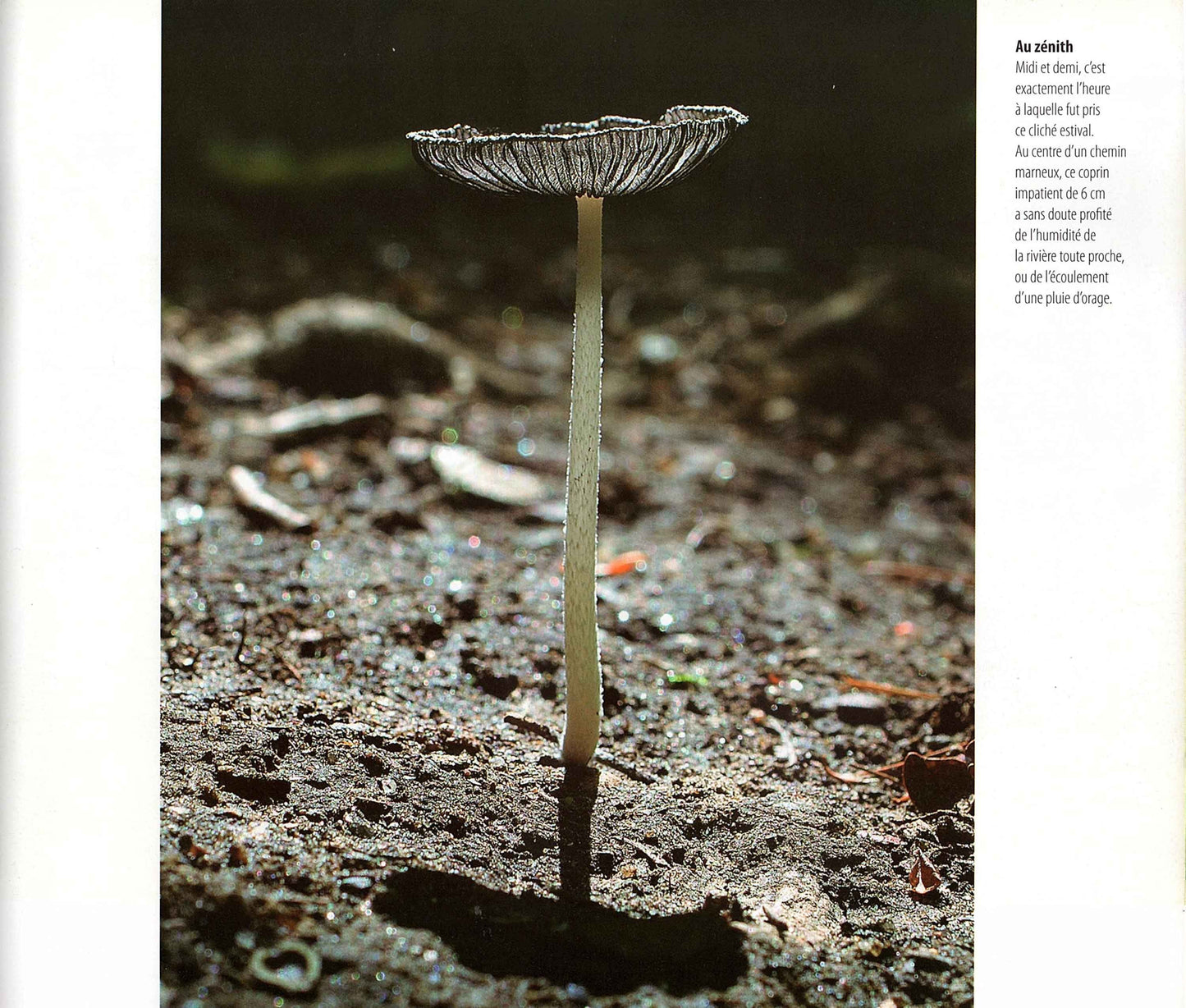 Chapeau bas (Le monde insolite des champignons)