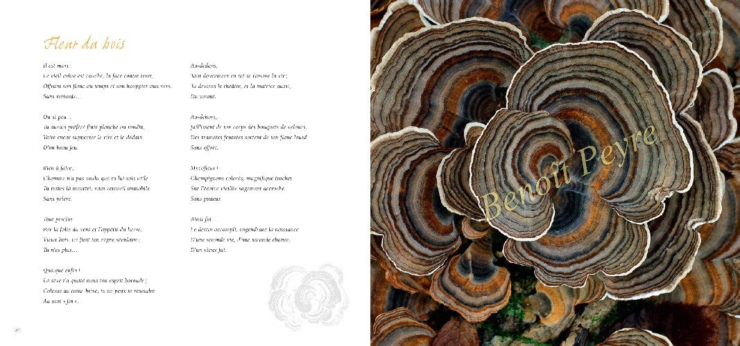 Ô Champignons (Balades & ballades)