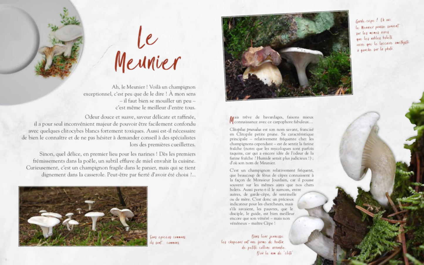 Champignons oubliés - Les chefs passent à table