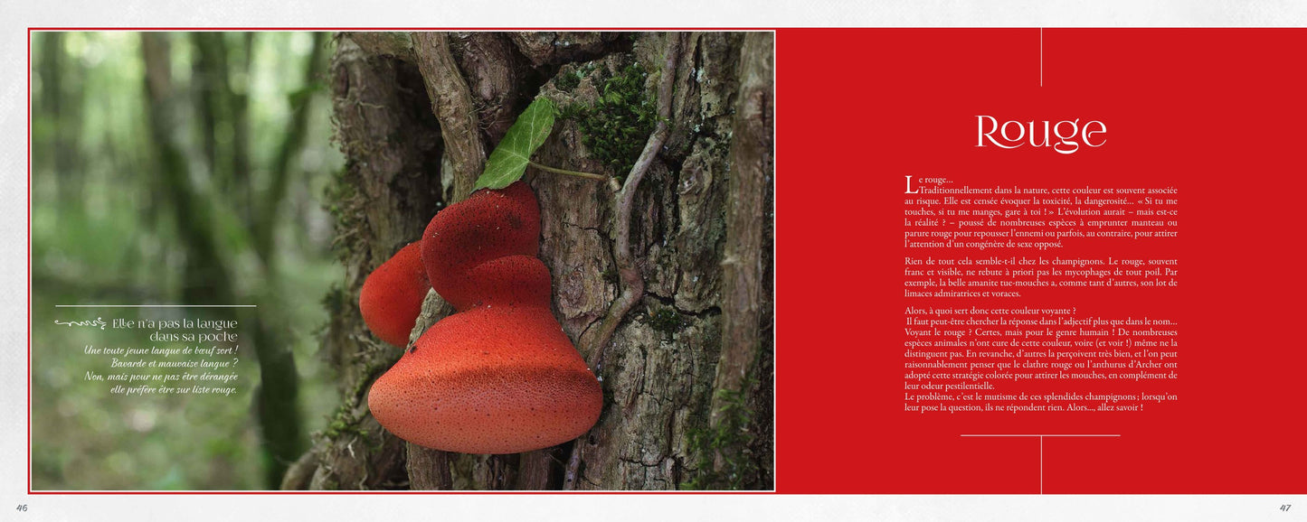 Mycolor (dans la peau d'un champignon)