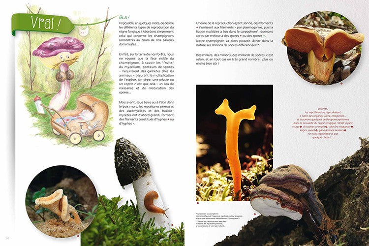 Champignons, le Vrai du Faux