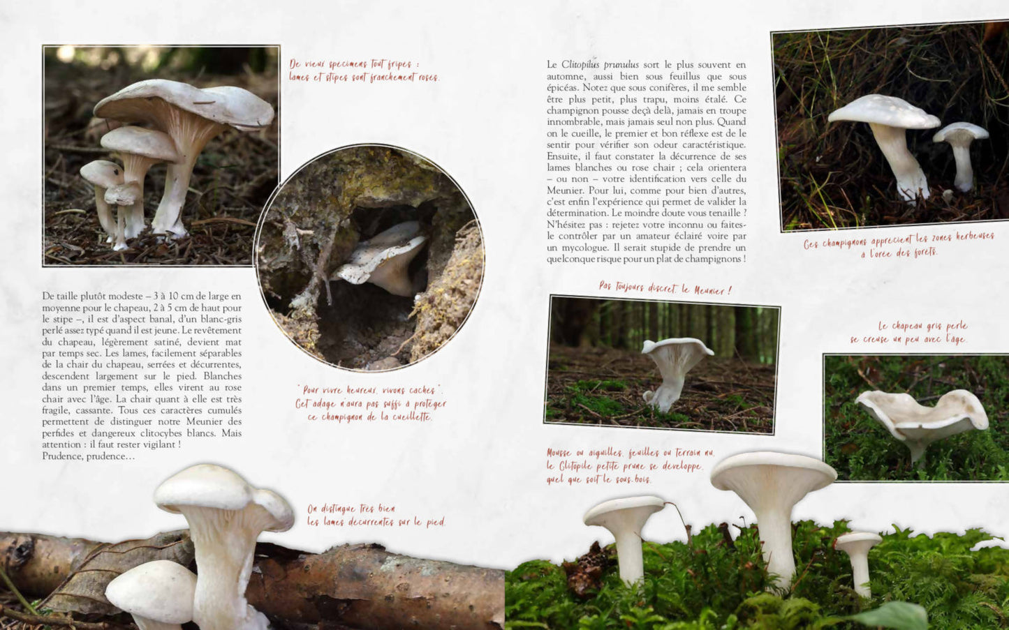 Champignons oubliés - Les chefs passent à table