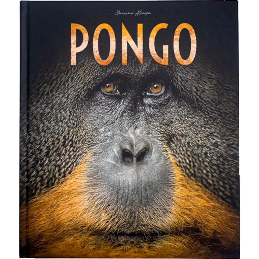 Pongo