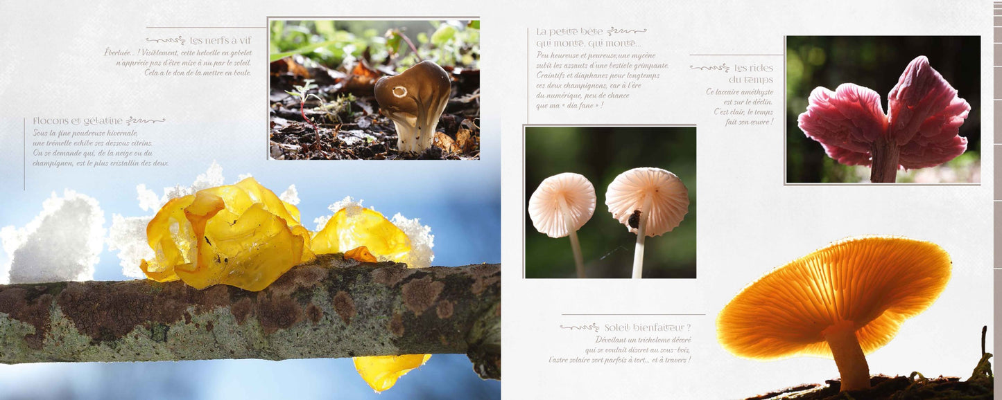 Mycolor (dans la peau d'un champignon)