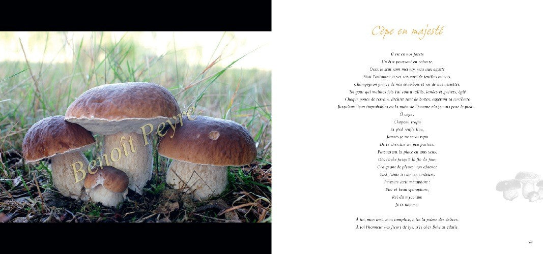Ô Champignons (Balades & ballades)