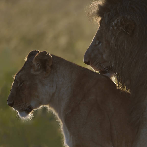 La Vie Sauvage dans le Viseur