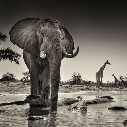 dans-lombre-des-elephants-00