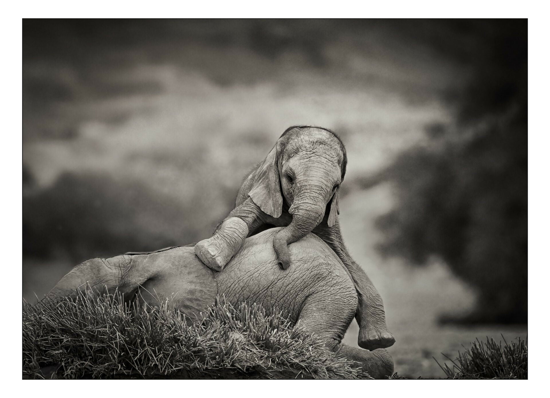 dans-l-ombre-des-elephants-tirage-tete-2