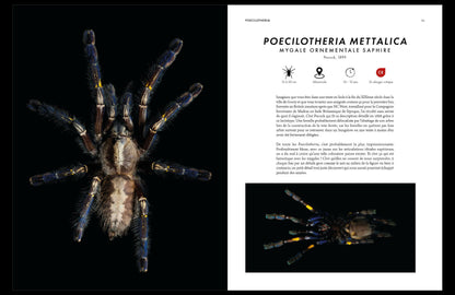 prosperite-mettalica+p1