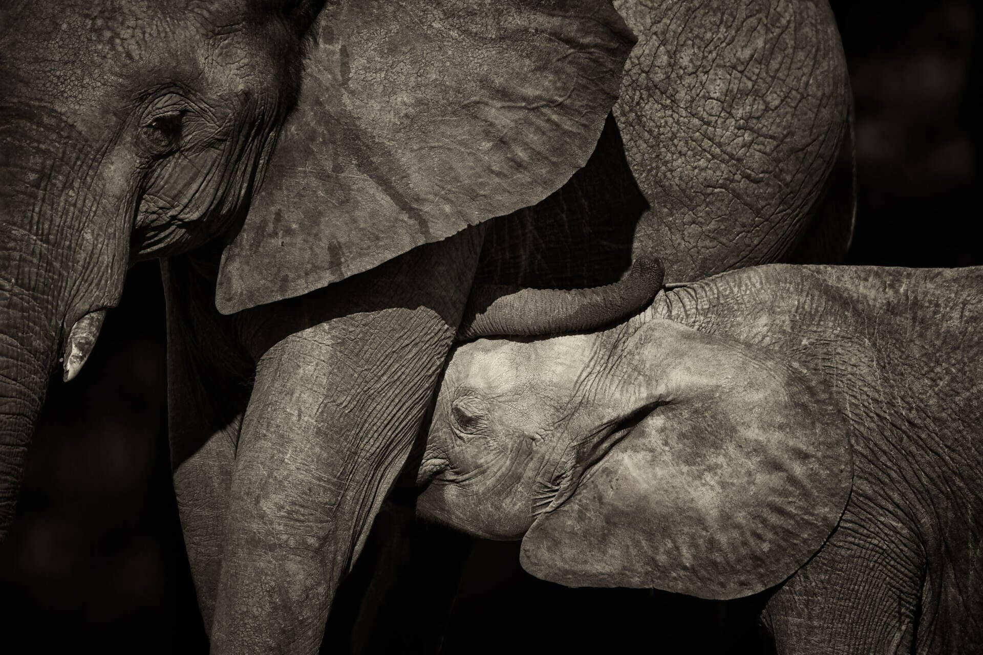 dans-lombre-des-elephants-03