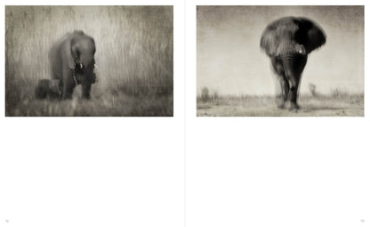 DANS L'OMBRE DES ÉLÉPHANTS