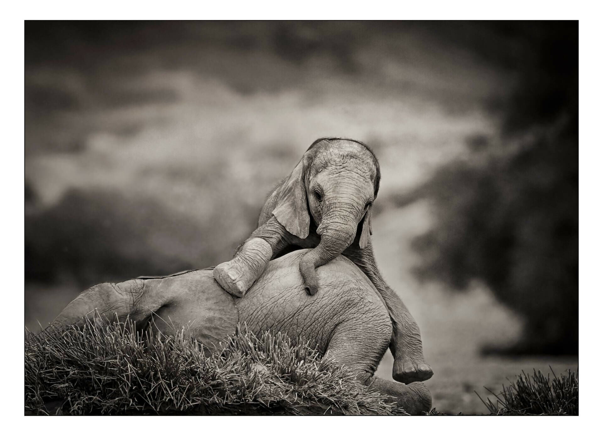 dans-lombre-des-elephants-04