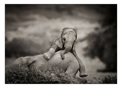 dans-lombre-des-elephants-04