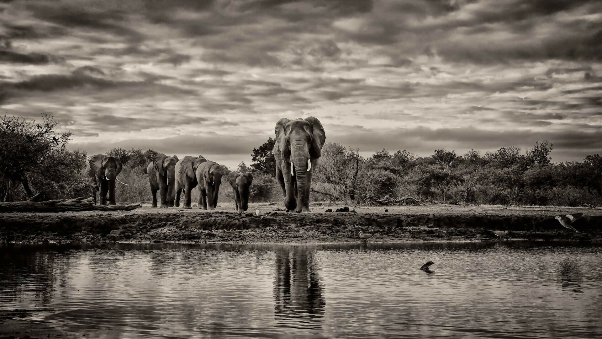 dans-lombre-des-elephants-01