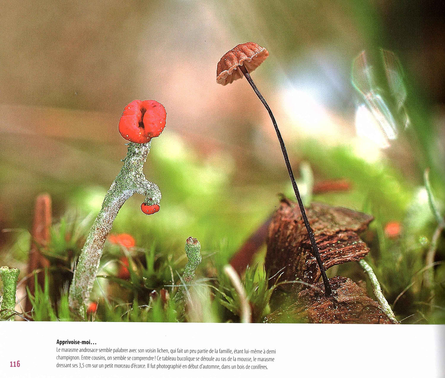 Chapeau bas (Le monde insolite des champignons)