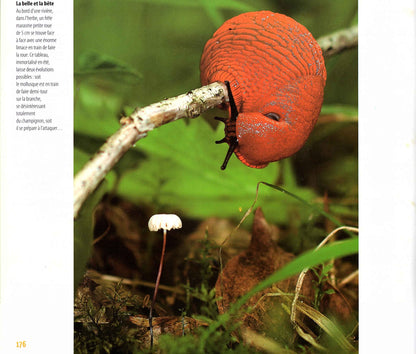 Chapeau bas (Le monde insolite des champignons)